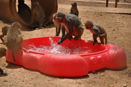 Monkeys playing in a little pool